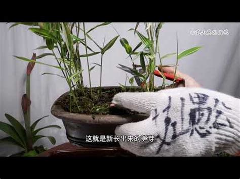 開運竹 盆栽|開運竹照顧秘訣：打造生機勃勃的吉祥植物 